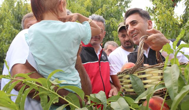 Bilecik Valisi Şefik Aygöl şeftali hasadına katıldı