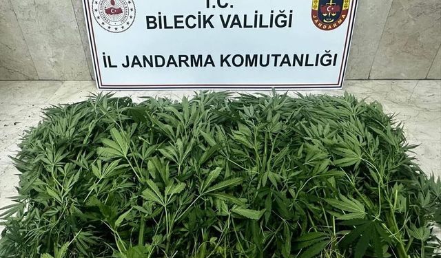 Bilecik'te Hint keneviri yetiştirdikleri iddiasıyla 2 zanlı tutuklandı