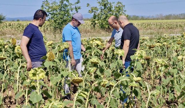 Bitkisel Üretim Genel Müdür Yardımcısı Emiralioğlu, Kırklareli'nde ayçiçeği tarlalarını inceledi