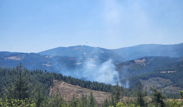 Bursa'da ormanlık alanda yangın çıktı