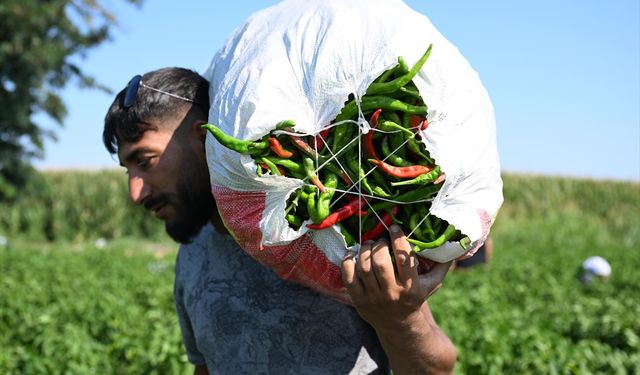 Edirne tava ciğerinin lezzet ortağı Karaağaç acı biberinde hasat mesaisi başladı