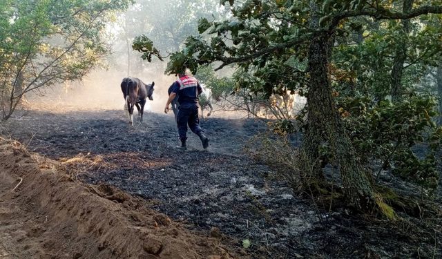 Edirne'de yangın ortasında kalan büyükbaş ve küçükbaş hayvanlar jandarma tarafından kurtarıldı