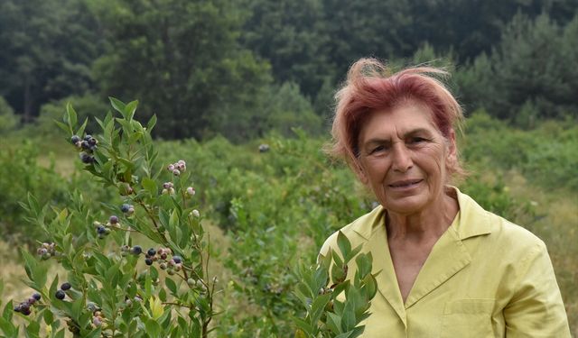 Emekli mali müşavir Bursa'da yaban mersini üretiyor