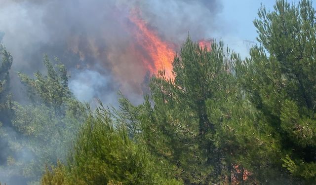 GÜNCELLEME - Balıkesir'de çıkan orman yangını kontrol altına alındı