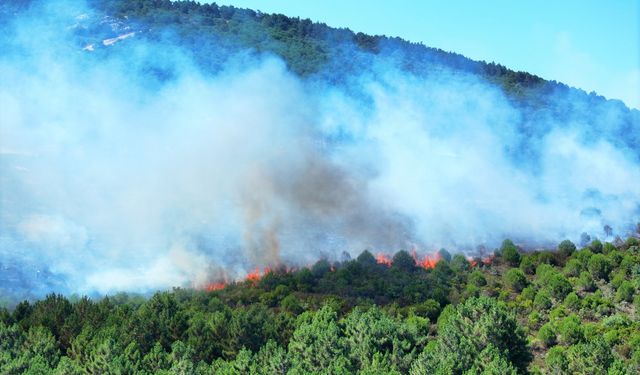 Pendik'te ormanlık alanda çıkan yangına müdahale ediliyor