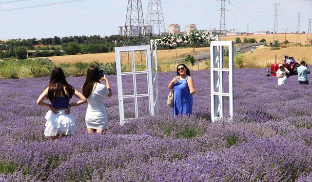 Tekirdağ'da turistlerin ilgi odağı haline gelen lavanta tarlaları çok sayıda ziyaretçiyi ağırladı