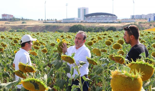 Trakya'da üretilen yerli hibrit ayçiçeği tohumu, birçok ilde üreticinin tercihi oldu