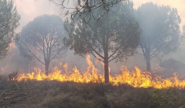 Yalova'da çıkan orman yangınlarına müdahale ediliyor