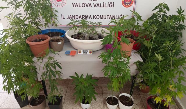 Yalova'da evinin terasında uyuşturucu yetiştiren şüpheli yakalandı