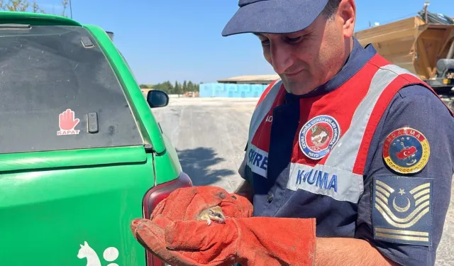 Jandarma nesli tehlike altında olan Yediuyur yavrusunu kurtardı