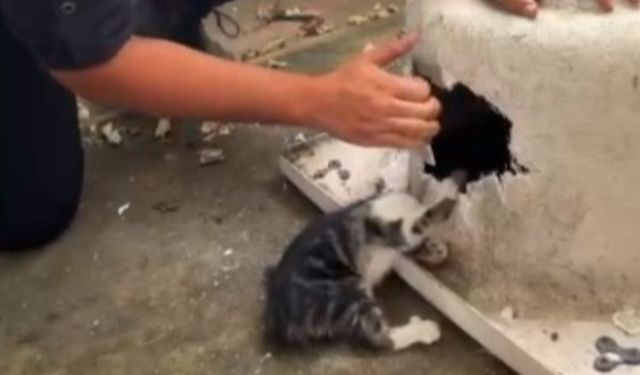 Kayseri'de yaramaz kediye itfaiyeden şefkat eli