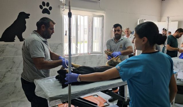 Kızıltepe'de 3 ayda 251 sokak hayvanı tedavi edildi