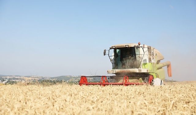 Nilüfer’de yerel tohumdan üretilen buğday hasadı başladı