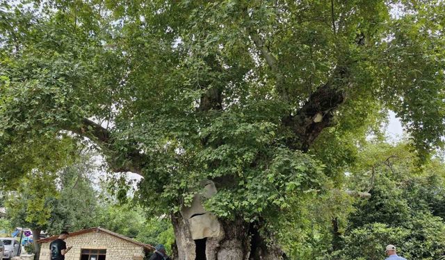 3 bin yıllık olduğuna inanılan abide çınar ağacı, dev cüssesiyle ilgi uyandırıyor