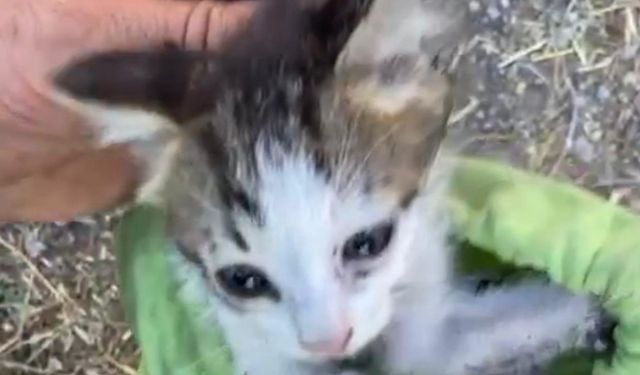 30 metrelik su kuyusuna düşen yavru kedi kurtarıldı