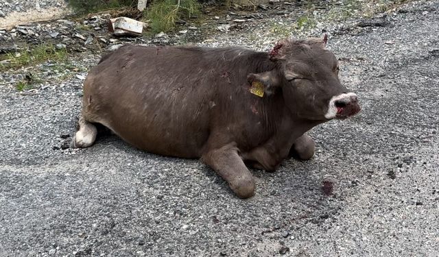 500 metrelik kayalıktan düşen inek ağır yaralandı