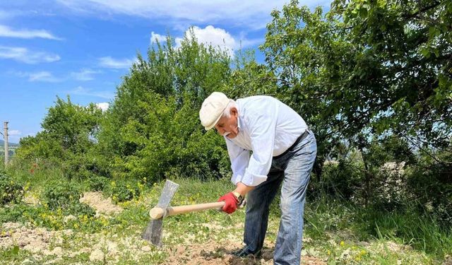 80 yaşında tarlada gençlere taş çıkartıyor: "Çalışmadan duramıyorum"