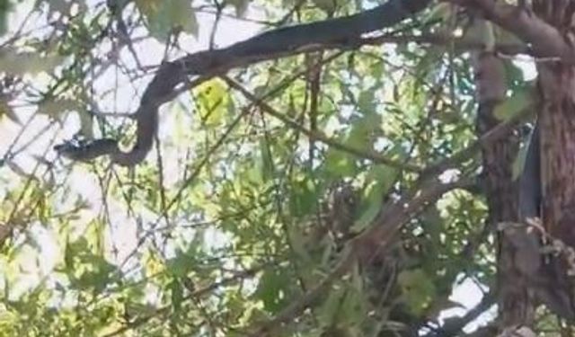 Ağaçta kuş avına çıkan 3 metrelik yılan görüntülendi
