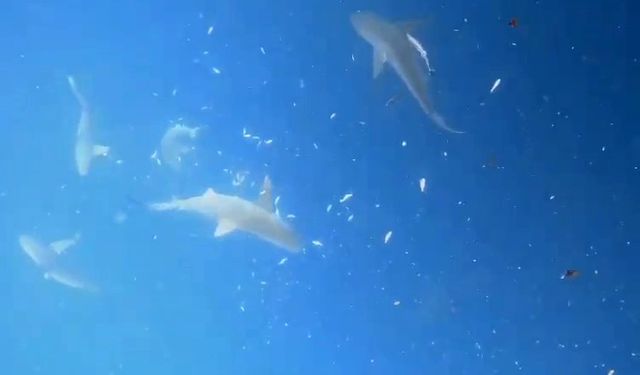 Akdeniz’in derinliklerinde dalgıçlar, köpek balığı sürüsüyle burun buruna geldi