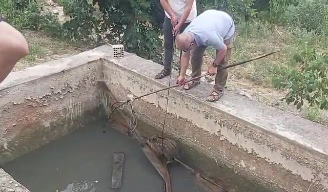 Amasya’da sulama havuzuna düşen yaban domuzu yavrusu kurtarıldı
