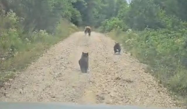 Anne ayı ve 2 yavrusunun sevimli halleri kameraya yansıdı