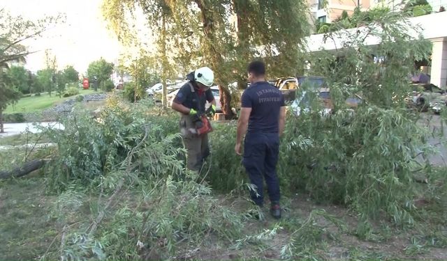 Ataşehir’de araçların üzerine ağaç devrildi