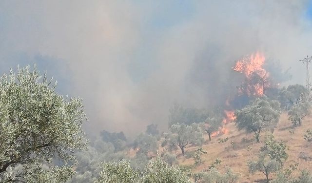 Aydın’daki yangın kontrol altına alındı