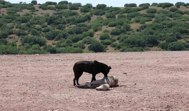 Başıboş köpekler 7 koyunu telef edip onlarcasını yaraladı