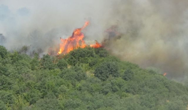 Bayramiç’teki orman yangını kısmen kontrol altına alındı