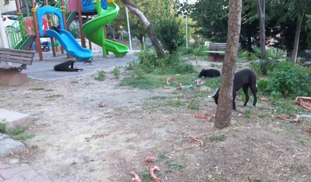 Beylikdüzü’nde köpekler kadına saldırdı: O anlar güvenlik kamerasında