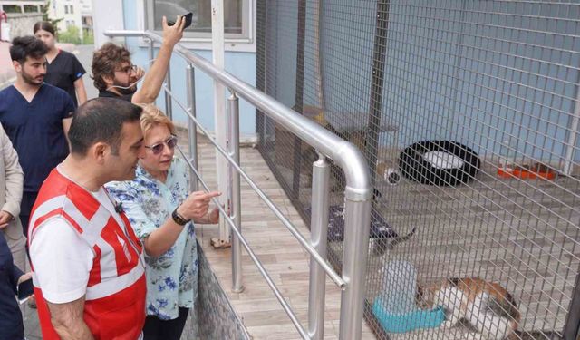 Beyoğlu Belediyesi ve Espressolab’tan sokak hayvanları için işbirliği