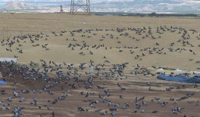 Binlerce güvercin buğday pazarını mesken tuttu