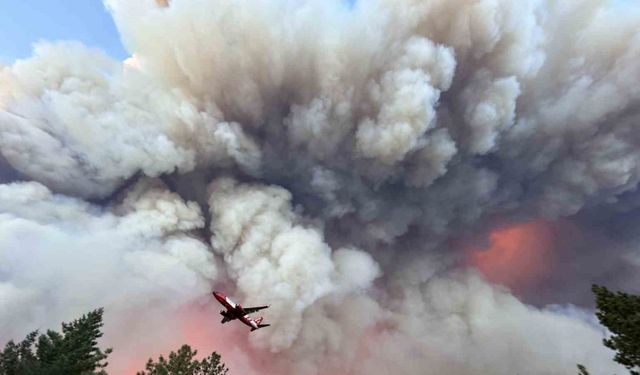 California’nın en büyük orman yangını: 145 bin dönümden fazla alan kül oldu