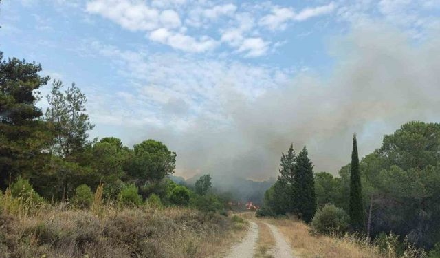 Çanakkale’deki orman yangını kontrol altına alındı