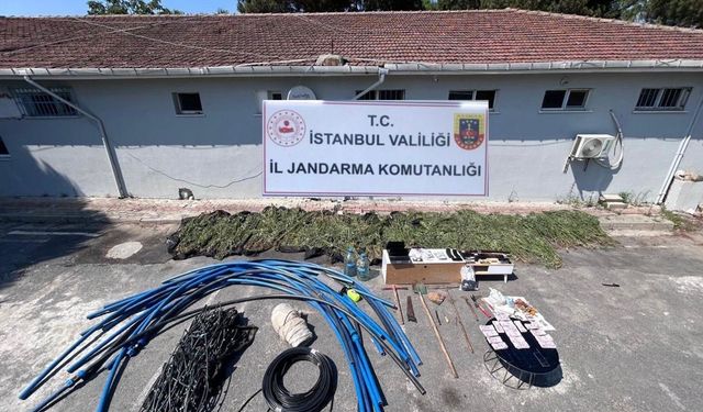 Çatalca’da ormanlık alanda kenevir yetiştiriciliği operasyonu: 6 gözaltı