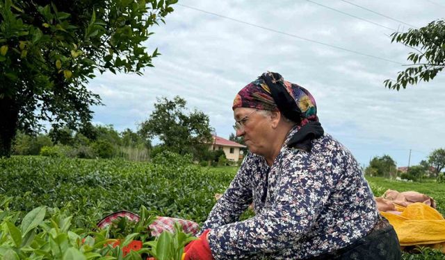 ÇAYKUR kontenjanı 25 kilograma düşürdü