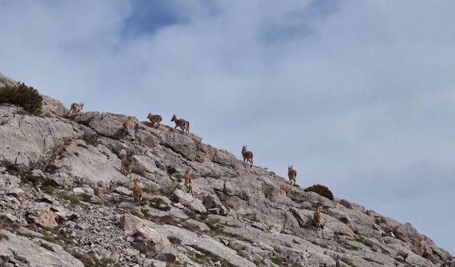 Dağ keçileri havadan görüntülendi
