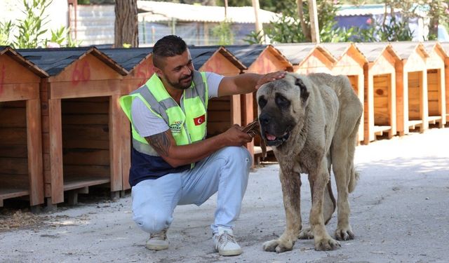 Deprem bölgesinde sokak hayvanları unutulmuyor