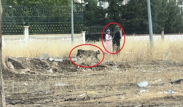Diyarbakır’da başıboş sokak köpekleri telef ettiği kediyi yemek için yer aradı
