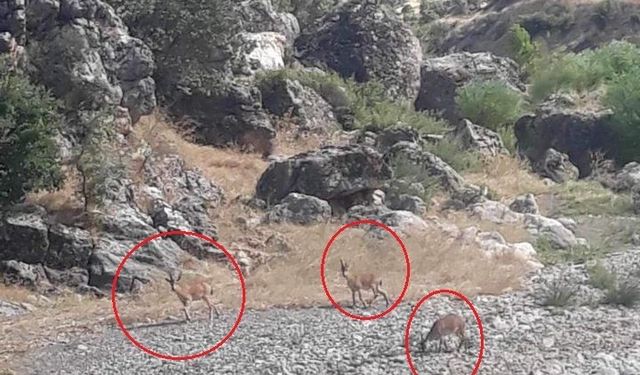 Diyarbakır’da dereye su içmeye inen dağ keçileri görüntülendi