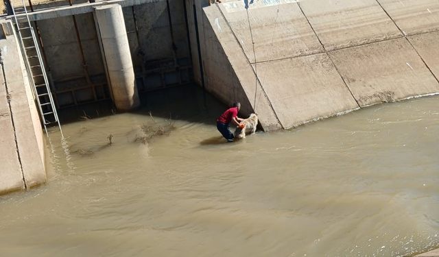 Diyarbakır’da sulama kanalına düşen köpek kurtarıldı