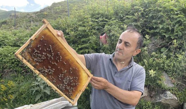 Dünyaca ünlü Anzer Balı’nın bu yıl kilogram satış fiyatı 4 bin TL oldu