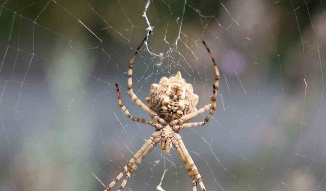 Dünyanın en zehirli örümceklerinden ’loplu örümcek’ Aksaray’da görüldü