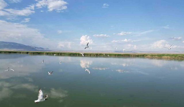 Eber Gölü’nde su seviyesinin azalması kuş türlerini olumsuz etkiledi