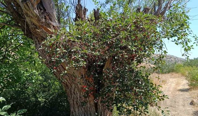 Elazığ’da ilginç olay: Asırlık söğüt ağacının gövdesinde vişne meyvesi çıktı