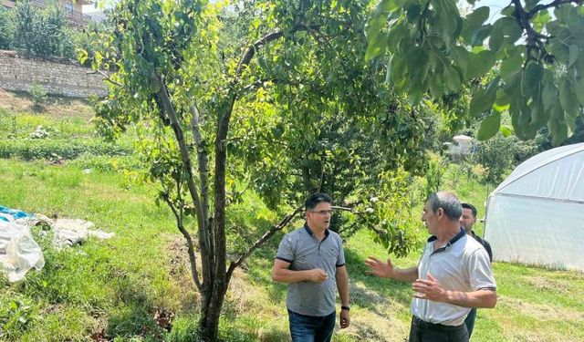 Endemik bir tür olan Kaleardı eriğinde hastalık ve zararlılara karşı kontroller yapıldı