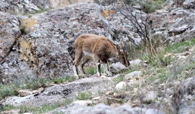 Erzurum’da yabani dağ keçileri görüntülendi