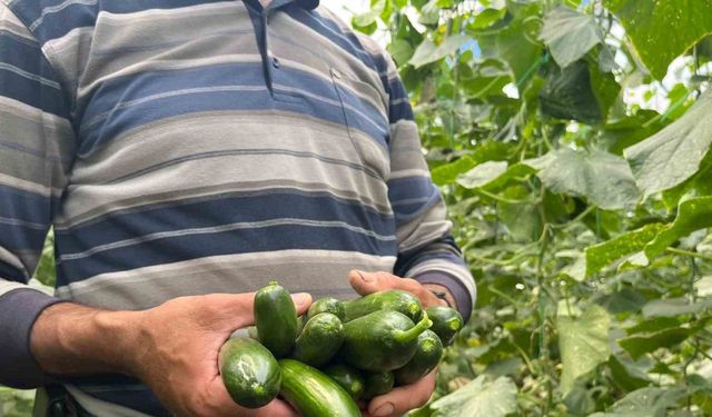 Eskişehir’de salatalık ve kabak fiyatları üreticiyi tatmin edecek seviyeye ulaştı