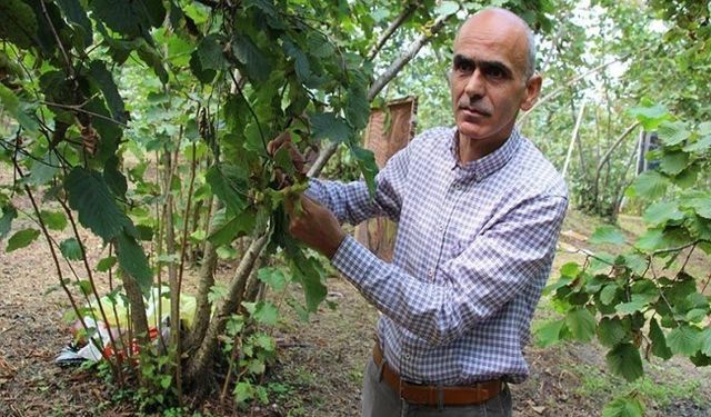 Fındıkta bir rekolte tahmini de Giresun Ziraat Odası’ndan