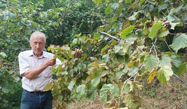 Giresun’da fındık işçisinin yevmiyesi belli oldu